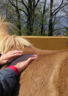 il sentimento - Arriba Ranch asd