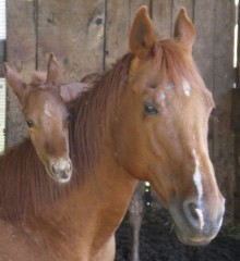 la famiglia - Arriba Ranch asd